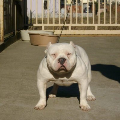 Domenico salerno warriorsbully bullterrier23