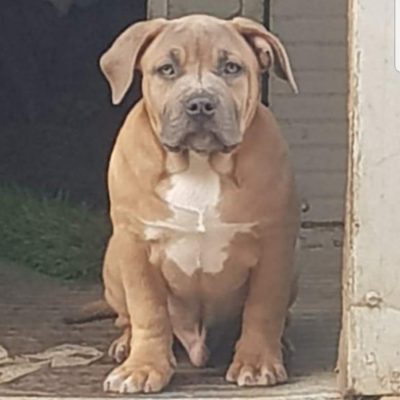 Domenico salerno warriorsbully bullterrier29