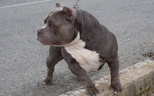 Maschi